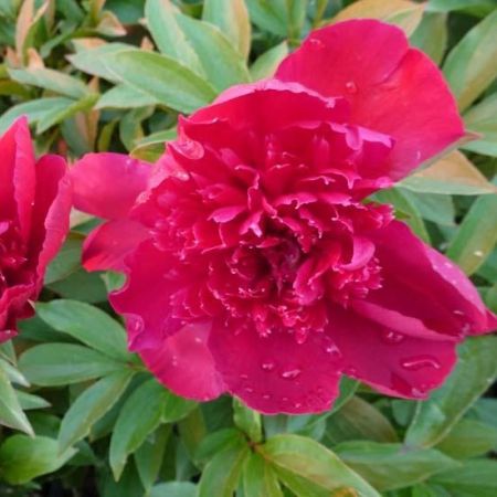 Pivoine