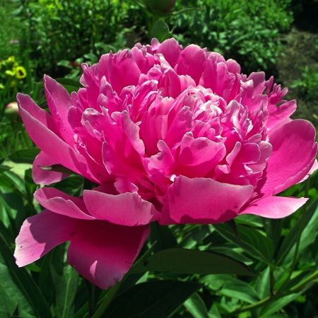 Pivoine