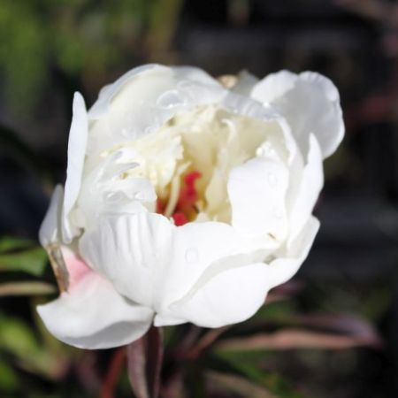 Pivoine
