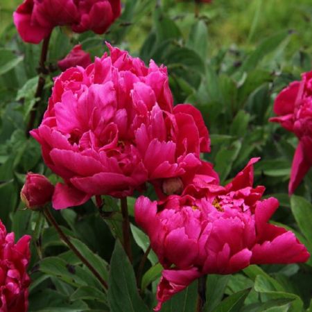 Pivoine Karl Rosenfield