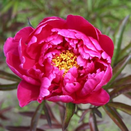 pivoine