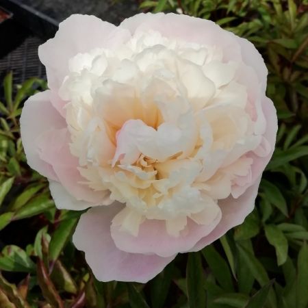 Pivoine 'Mme Calot'