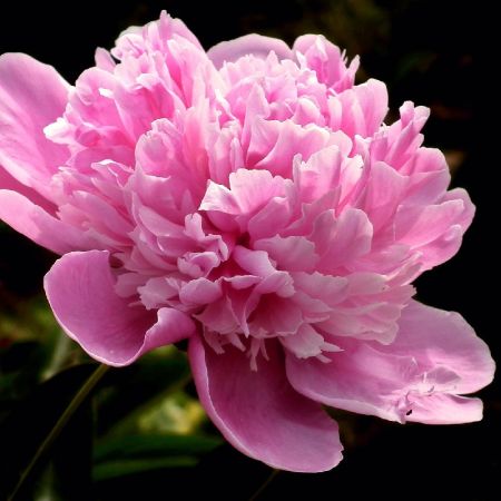 Pivoine