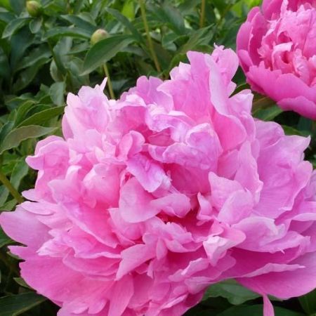 Pivoine
