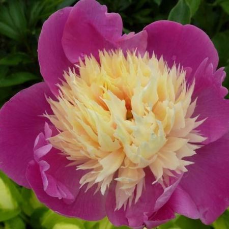 Pivoine
