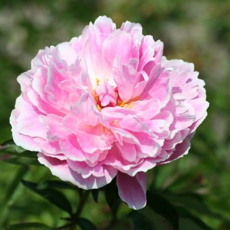 pivoine Sarah Bernhardt