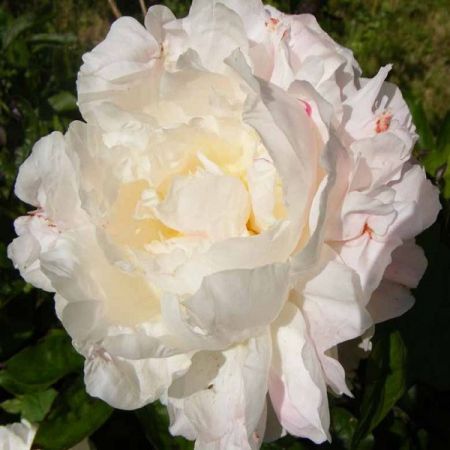 Pivoine Shirley Temple