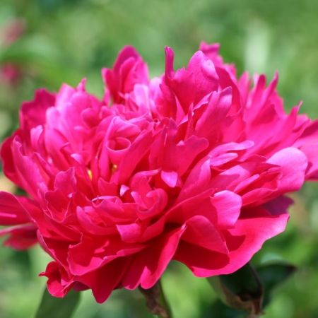 Pivoine Victoire de la Marne