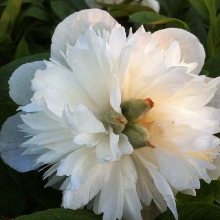pivoine