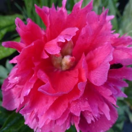 Pivoine officinale