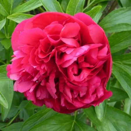 pivoine rouge double