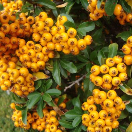 Buisson ardent