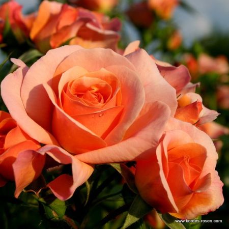 Rosier 'Aprikola'