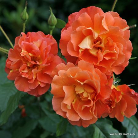 Rosier 'Westerland'