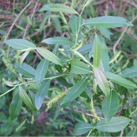 Saule à trois étamines