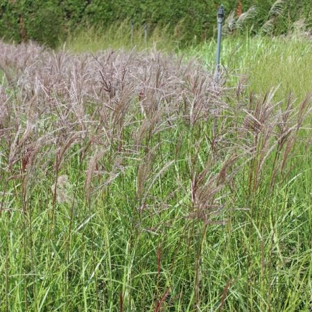 Eulalie 'Ferner Osten'
