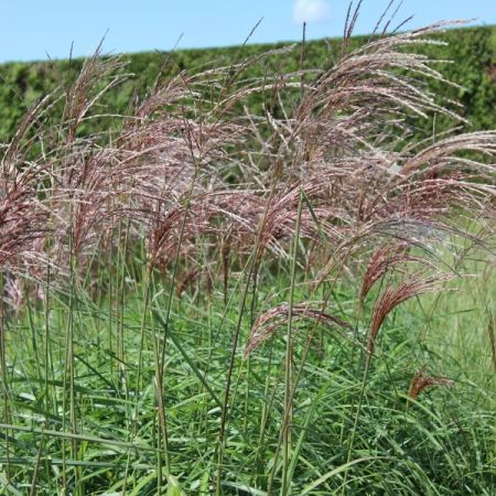 Eulalie ‘Malepertus’