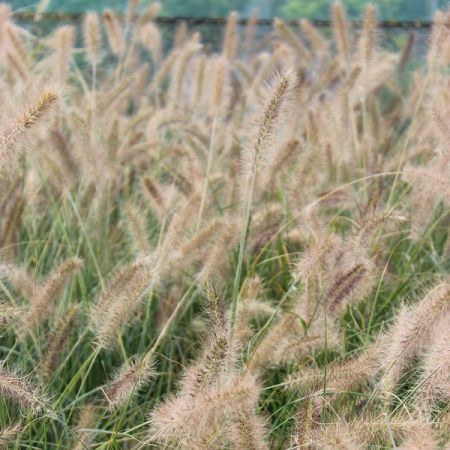 Herbe aux écouvillons