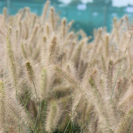 Herbe aux écouvillons ‘Hameln’