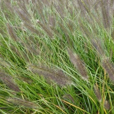 Herbe aux écouvillons ‘Moudry’