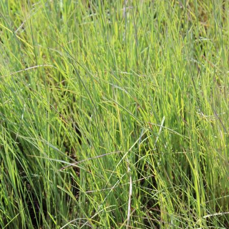 Herbe des prairies 'Prarie Blues'