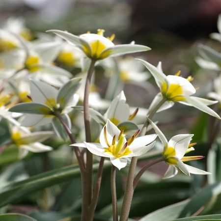 50 × Tulipes du Turkestan