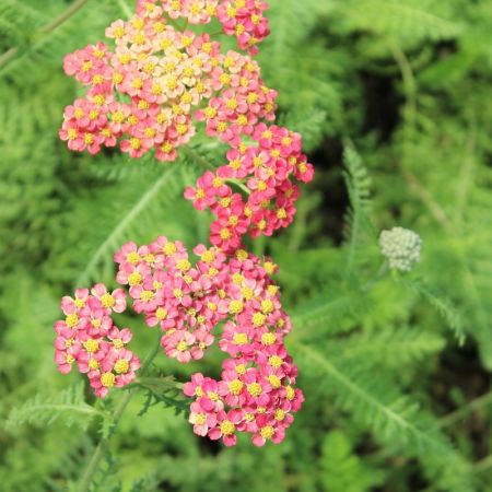 Achillée 'Paprika' 
