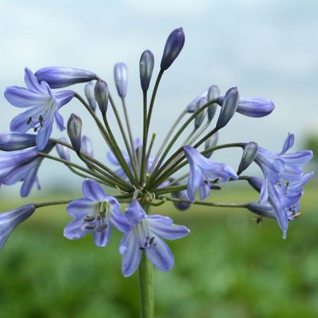 Agapanthe 'Blue Triumphator'