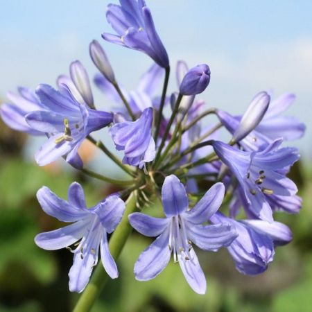Agapanthe 'Peter Pan'