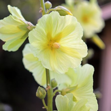 Rose trémière 'Aurea'