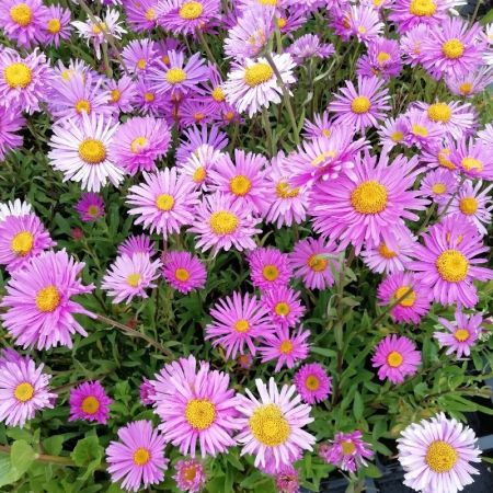 Aster des Alpes 'Happy End'