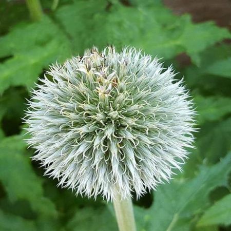 Boule azurée 'Artic Glow'