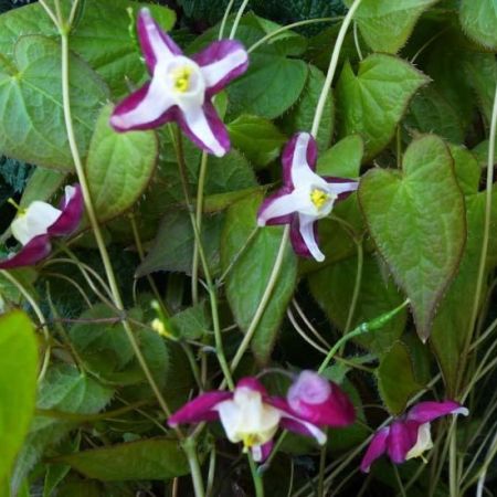 Fleur des elfes rouge