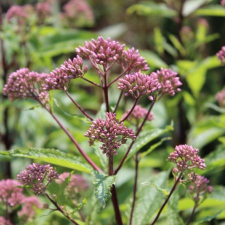 Eupatoire pourpre