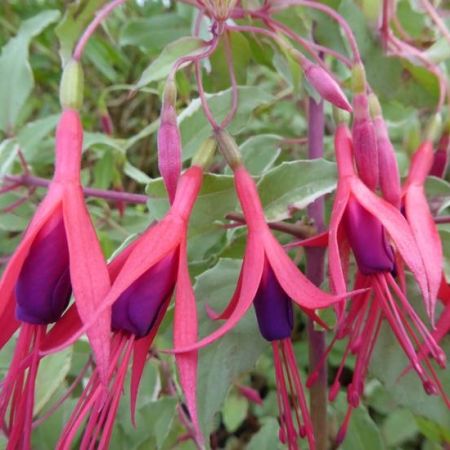 Fuchsia de Magellan 'Tricolorii'