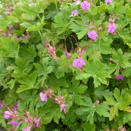 Géranium vivace rhizomateux ‘Czakor’