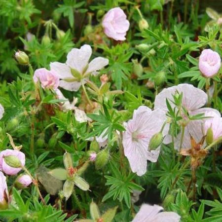 Géranium vivace sanguin 'Compactum'