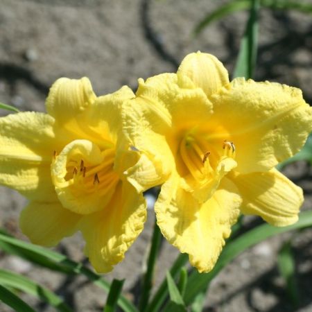 Lis d'un jour 'Happy Returns'