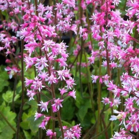 Heuchèrealba 'Bridget Bloom'