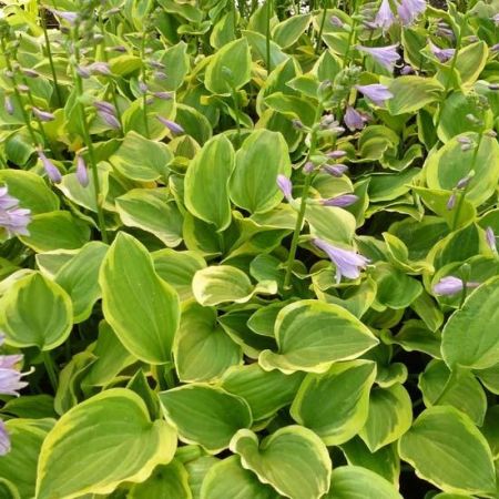 Hosta 'Golden Tiara'