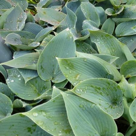 Hosta tardiflora 'Halcyon' 