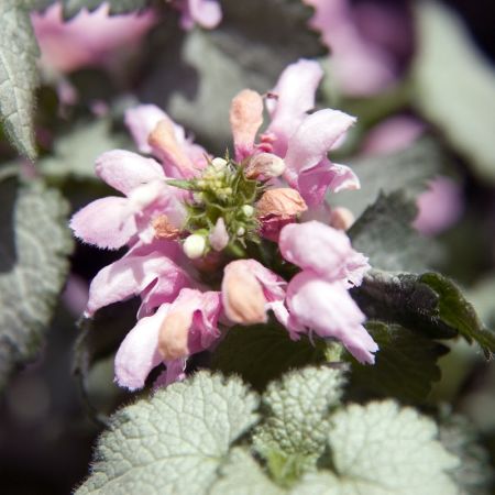 Lamier tacheté 'Pink Pewter'