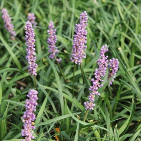 Liriope muscari 'Ingwersen'
