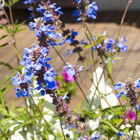 Sauge uliginosa 'African Skies'